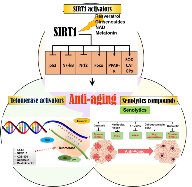 Recent Trends on Telomerase Activators, Sirtuin Activators, and Senolytics as a Potential Anti-aging Agent 항노화제